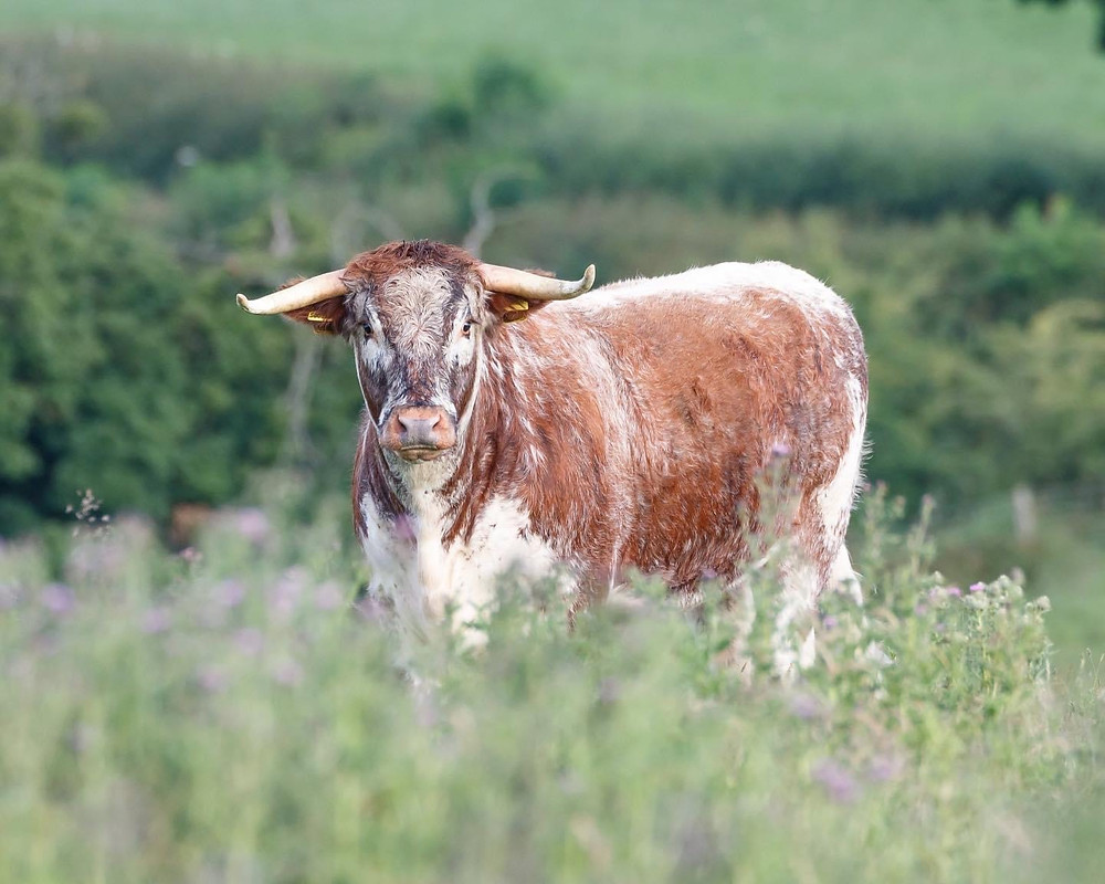 A brown and white longhorn cow with curved horns standing in a wildflower meadow