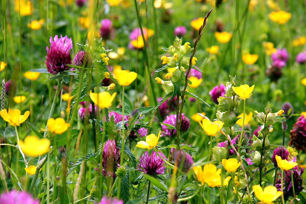 Close-up of a colorful wildflower meadow with yellow buttercups and pink clover blossoms