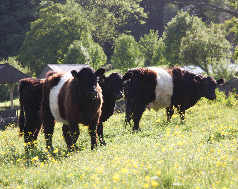A small herd of black and brown belted cattle standing in a grassy field with yellow wildflowers