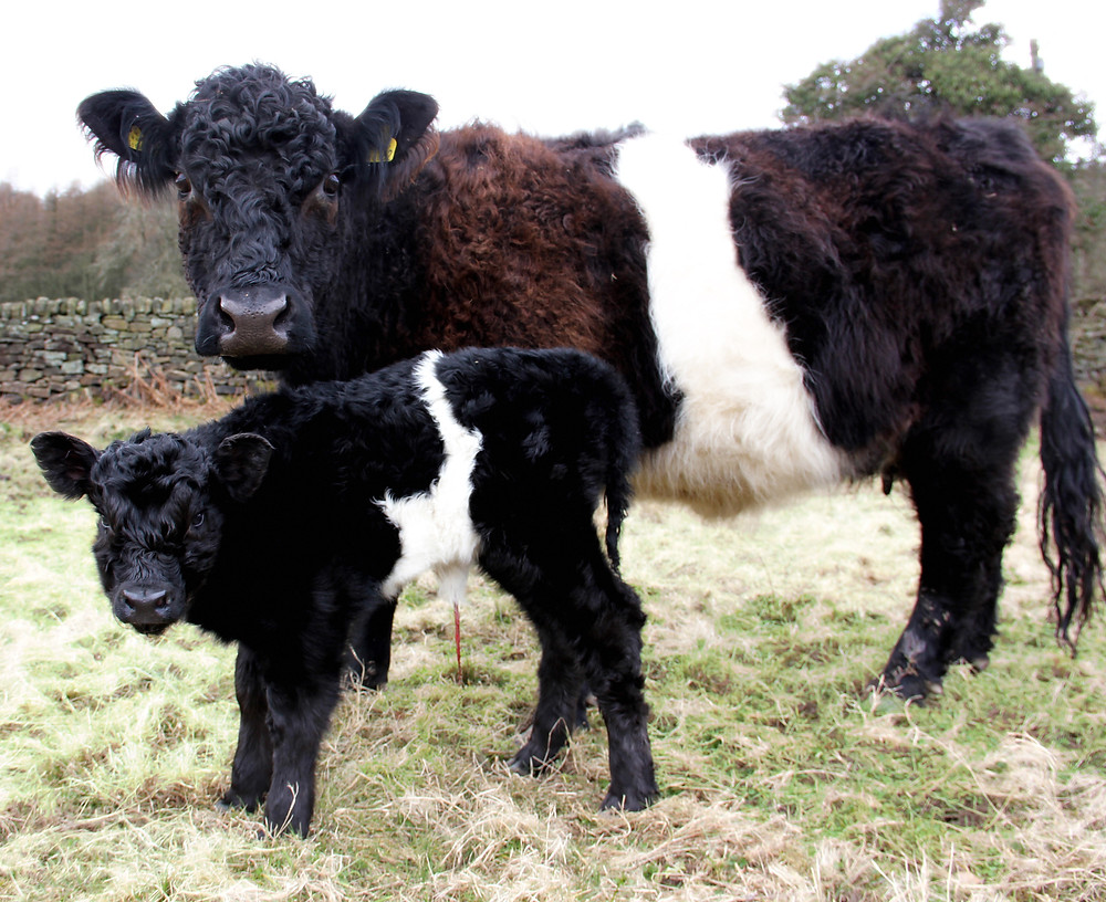 Two black and brown belted cattle, an adult and a calf, standing on grass in front of a stone wall