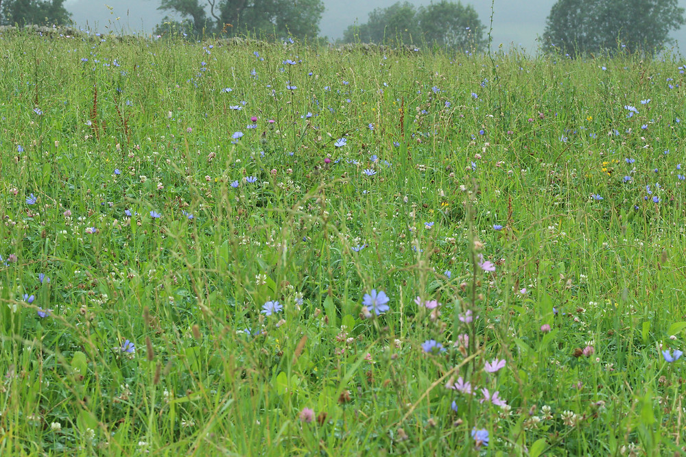 Wide grassy meadow filled with small blue and purple wildflowers under a hazy sky